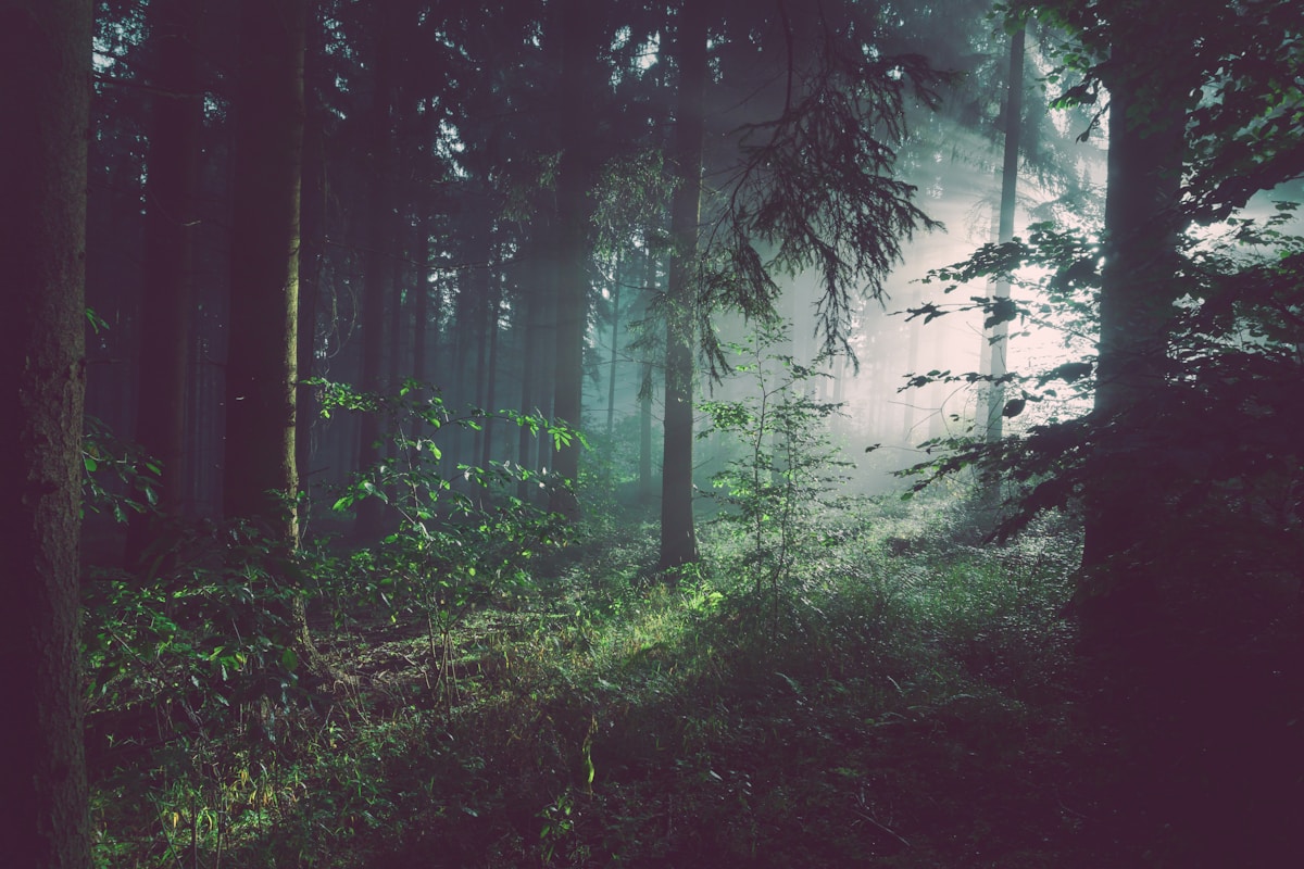 Forêts FSC, eucalyptus et hêtre certifiés