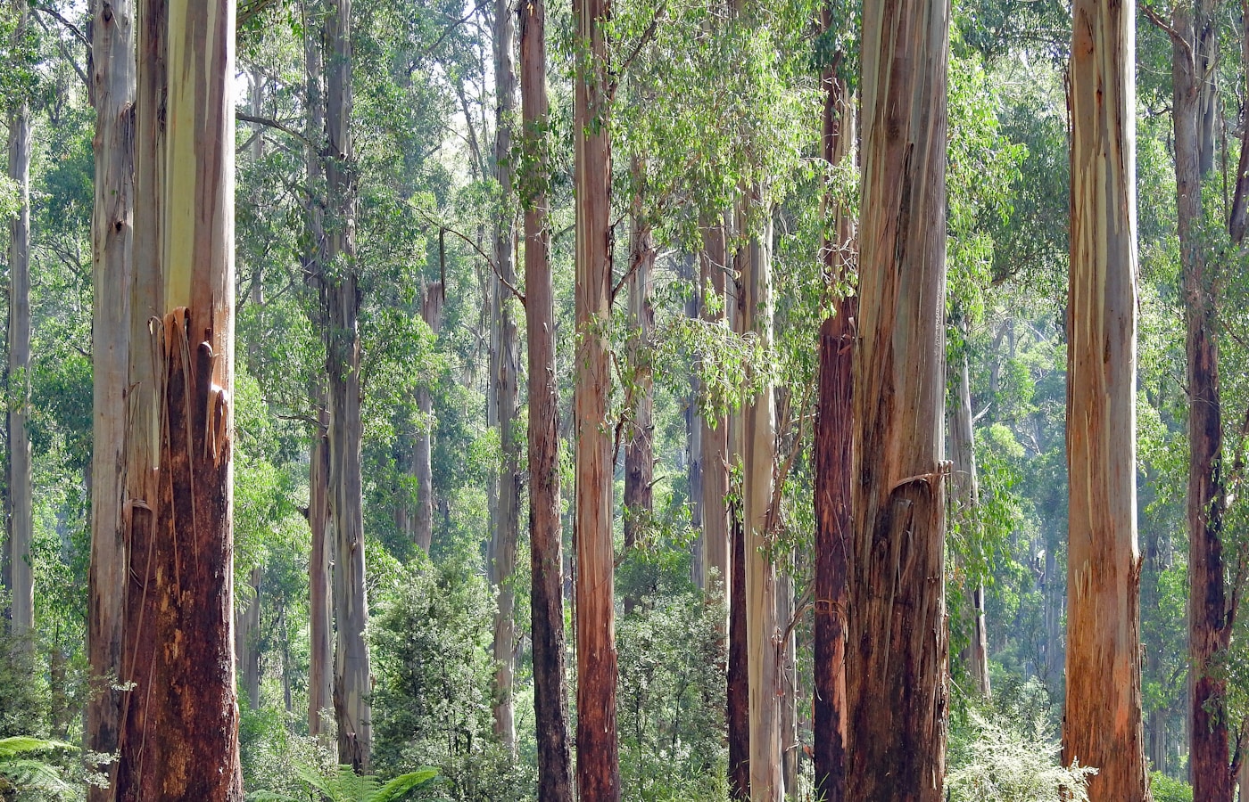Forêts FSC, source de la fibre TENCEL™